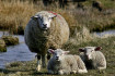 hooge_fruehlingsbild_002
