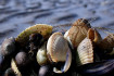 hooge_fruehlingsbild_003