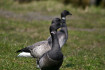 hooge_fruehlingsbild_005